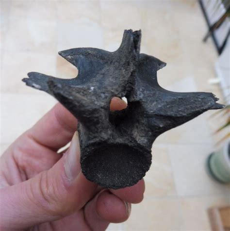 Fossil Alligator Vertebra Pleistocene Polk Co Florida Usa