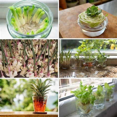 27 Plants And Fruits You Can Grow In Water Tasteandcraze