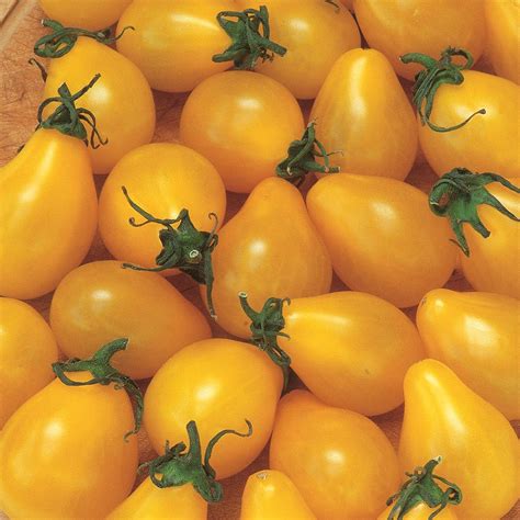 Buy Tomato Yellow Pear Organic Seeds Indeterminate Organic