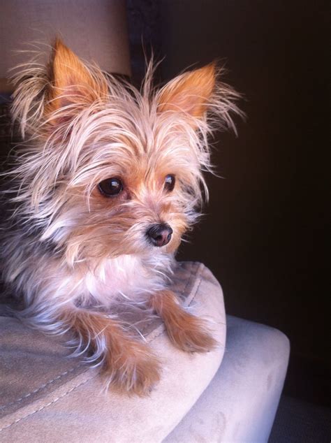 Madison....Cutest morkie I have ever seen :) | Morkie, Animals, Yorkie