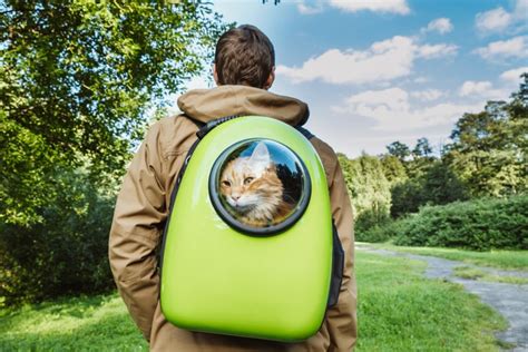 Best cat backpack carrier reviews. 10 Cat Backpack Carriers (June 2020 Reviews)
