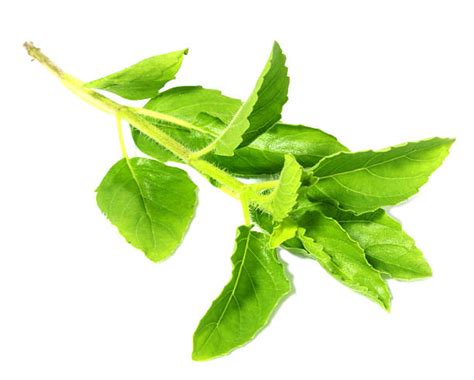 Tulsi Plant Stock Photos Pictures And Royalty Free Images Istock