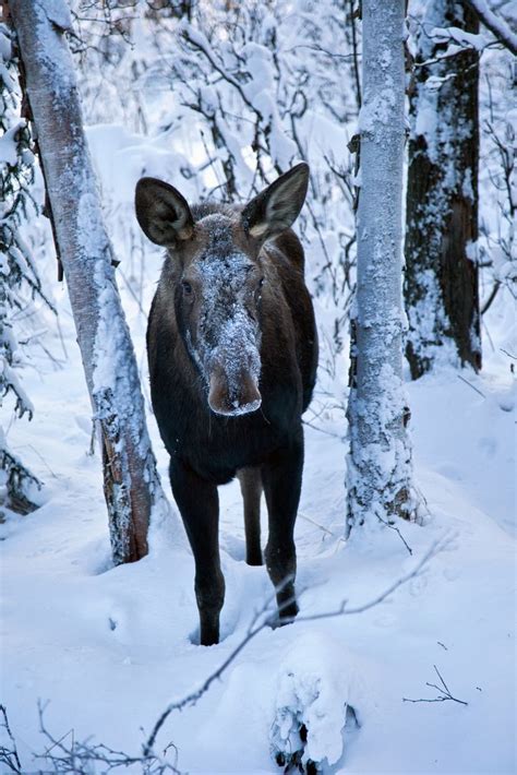 1000 Images About I Love Moose On Pinterest Lakes In Canada And