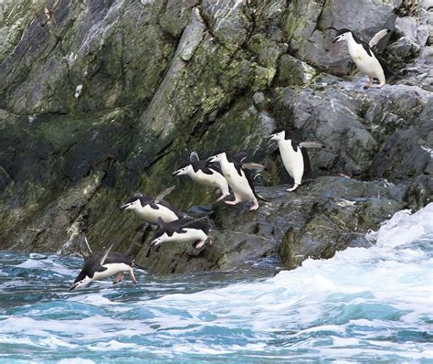 Antarctica Penguin Jump Photograph By Steve Blinder