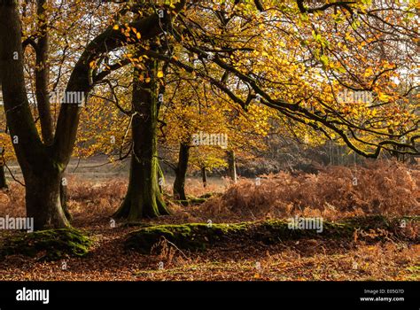 Beech Tree In The New Forest With Autumn Leaves Hampshire England Uk