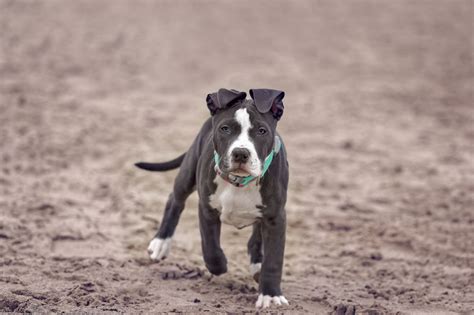 The american pitbull terrier is a family and companion dog breed that was originally bred in england, scotland and ireland to bait rats, bulls and bears, and also participate in illegal dog fighting. Information About the American Bulldog and American ...