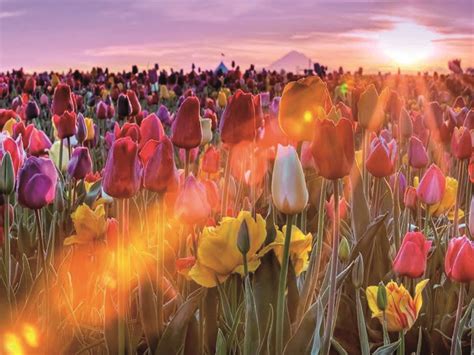 Tulip Sunrise Eurogroeifilms