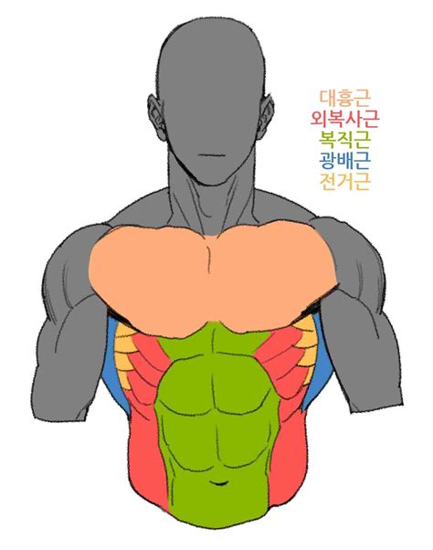 Male Anatomy Drawing Anime Anatomy Male Reference Tips Perspective
