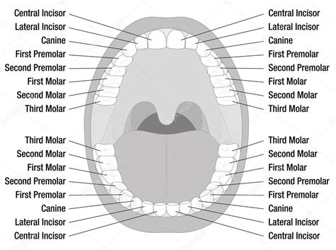 Teeth Names Open Mouth Stock Vector Image By ©furian 98523188