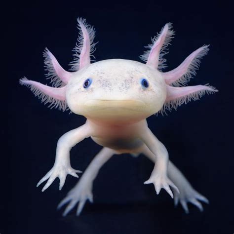 A Weird But Very Cute Sea Creature Called Axolotl