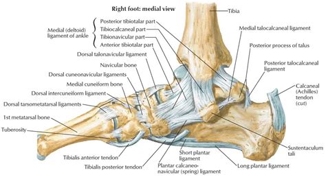 Leg Anatomy Muscles Ligaments And Tendons Medivisuals Normal Foot