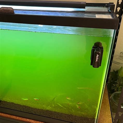 Green Aquarium Water Causes Prevention And Treatment