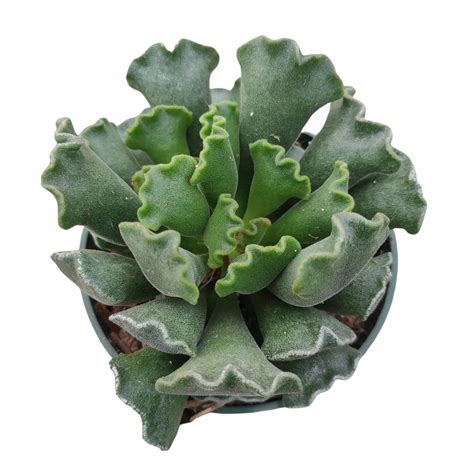 Adromischus Cristatus Crinkle Leaf Plant Plants Hardy Plants