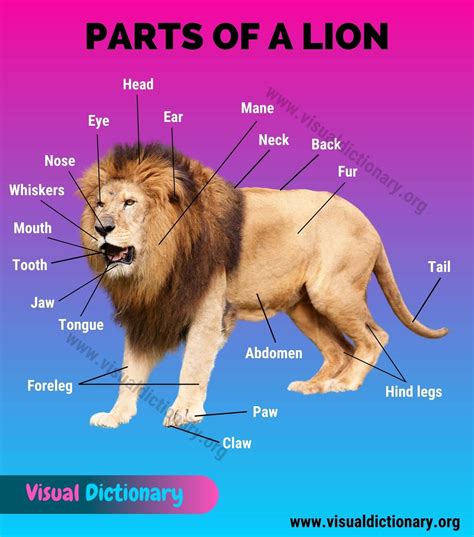 Lion Anatomy Amazing List Of 25 Different Parts Of A Lion Visual