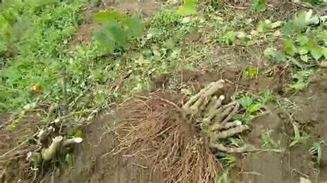 Over 70 Yaqona Farms Affected In Nasau Kadavu Fbc News