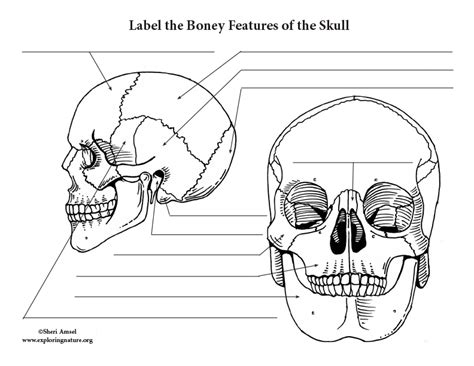 Printable Skull Labeling Worksheet