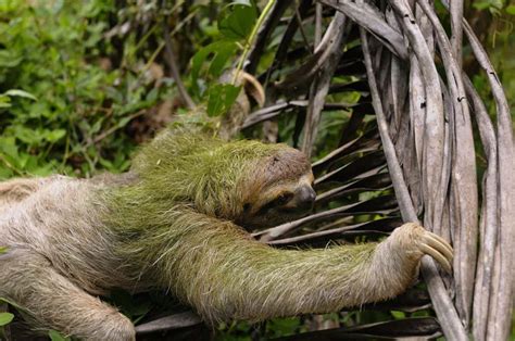 42 Slow Facts About Sloths