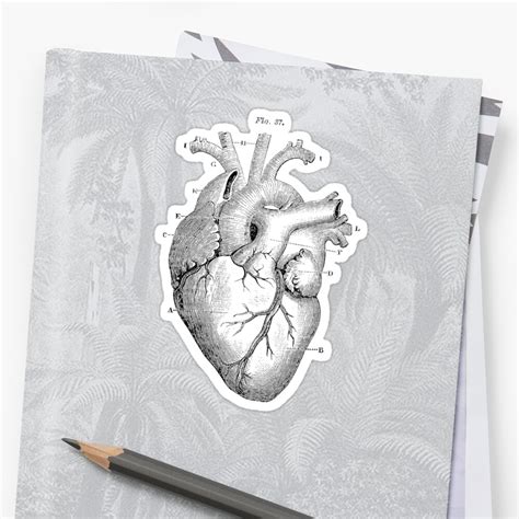 Anatomical Heart Stickers By Pharisaicaljesu Redbubble