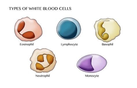 White Blood Cell Types Illustration Photograph By Monica Schroeder