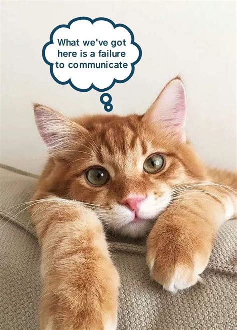 Cool Paw Luke Lolcats Lol Cat Memes Funny Cats