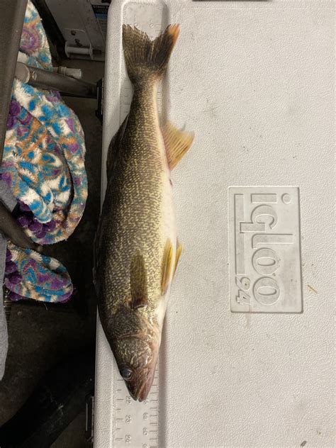 Walleye Perch Fall Trips Skaneateles Lake Lucky Buck Fishing