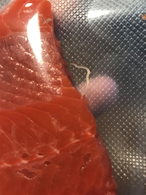 Parasite Worm In Fresh Sockeye Salmon Rcostco