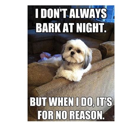 45 Funny Dog Memes Dogtime
