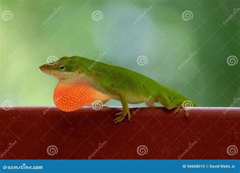 Green Carolina Anole Stock Image Image Of Lizard Dewlap 56668013