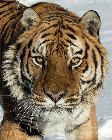 Siberian Tiger Head Shot In The Snow Photograph By Tibor Vari Pixels