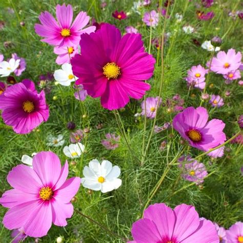 Wild Cosmos Seeds Sensation Mix Flower Seeds In Packets And Bulk