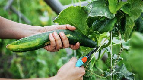 How To Grow And Care For Cucumbers Bunnings Australia