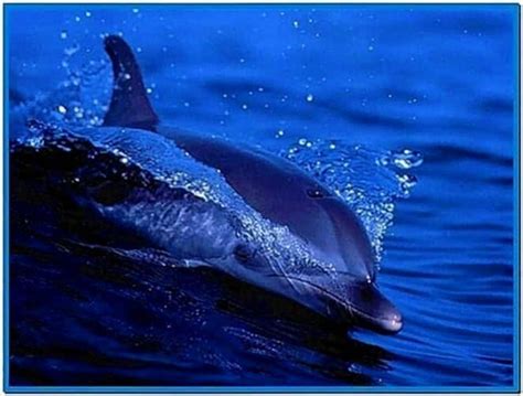 Living Dolphins Screensaver Download Screensaversbiz