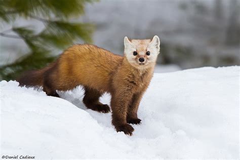 We did not find results for: Curiously Cute Pine Martens in Algonquin Park, Canada