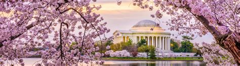 Watch Washington Dcs Cherry Blossoms Bloom On This Live Feed Travel