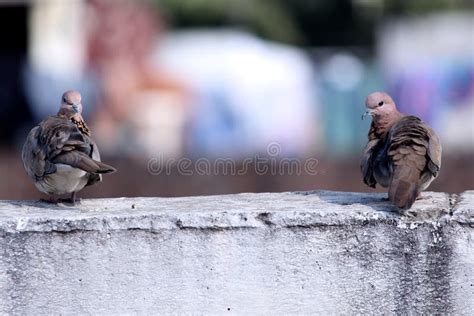 Stock Dove Bird Couple Birds Sitting On Wall Stock Image Image Of