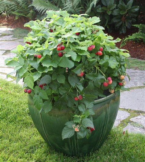 Grow Attractive Fruit Bushes And Even Trees In Containers Buffalo