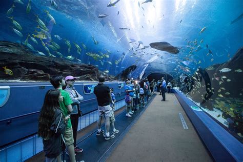 Exploring The Best Of Georgia Aquarium