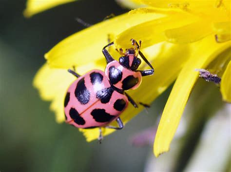 Pink Spotted Lady Bug Coleomegilla Maculata Bugguidenet