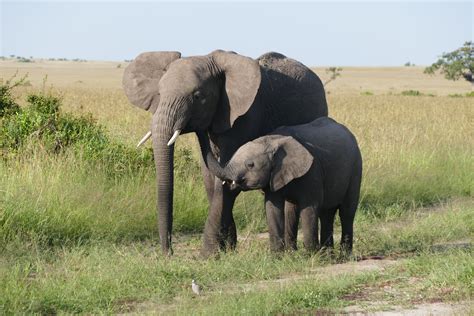 African Bush Elephant Loxodonta Africana Female With