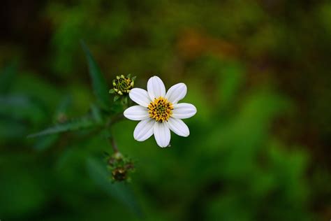 White Flower Blossom Free Photo On Pixabay Pixabay