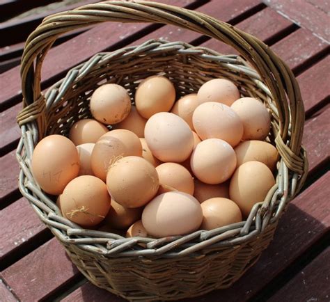 Fresh Chicken Eggs Registered Loblolly Farms