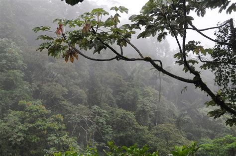 35 Facts Of Tropical Rainforest Conserve Energy Future