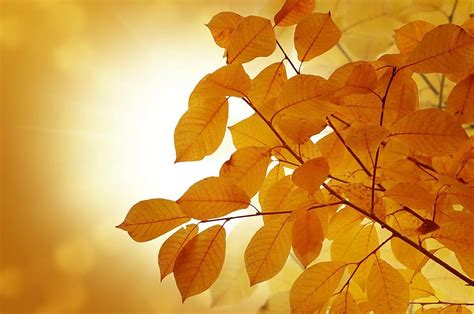 Background Autumn Leaves Yellow Golden Trees Abstract Pikist