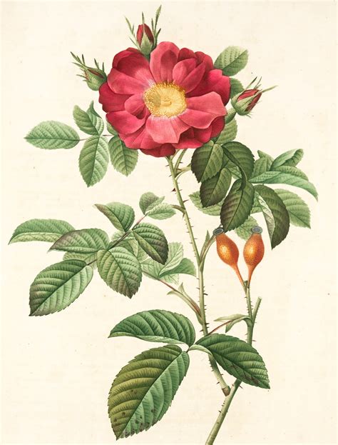 botanical illustration pictures   images  unsplash