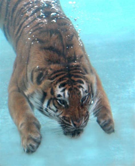 Royalty Free White Bengal Tiger Swimming Pictures Images And Stock