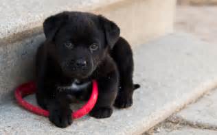 Cute Black Puppy Hd Wallpaper Background Image 1920x1200