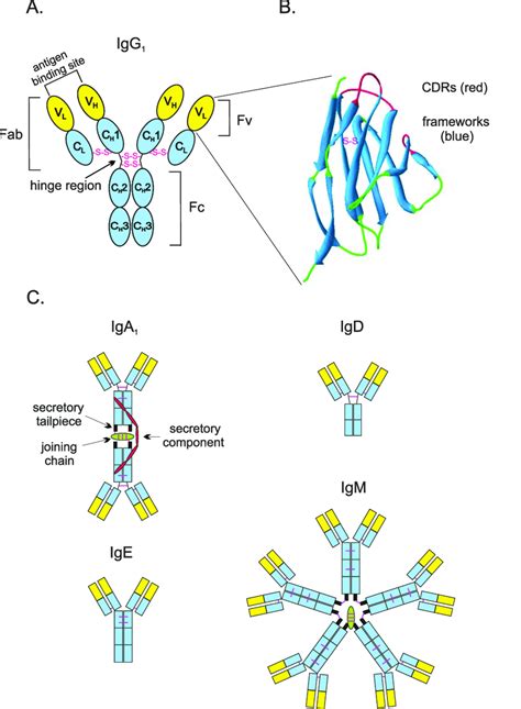 Antibodies A Structure Of An Igg Antibody B Variable Light Domain