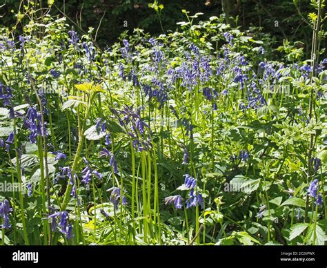 A Close Up Of Native British Bluebells Flowing In Bright Sunlight On A