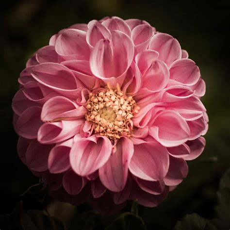 6 Tips For Taking Incredible Flower Photos Photography Tips