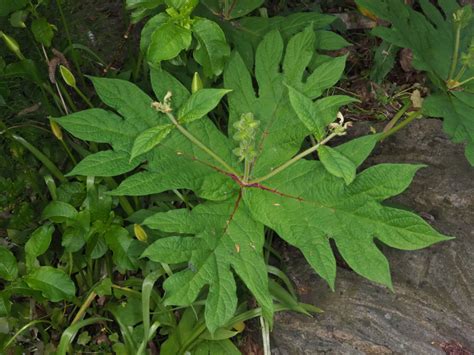 Triosteum Pinnatifidum Maxim Plants Of The World Online Kew Science